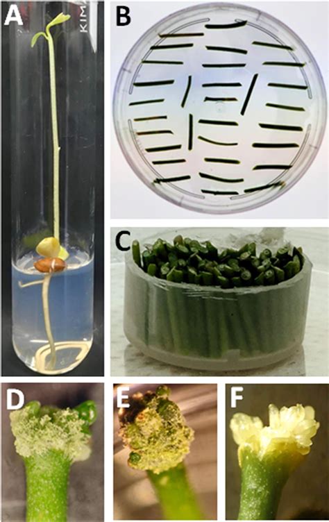 Decoding the Possible Insights from a Visionary Citrus Plant