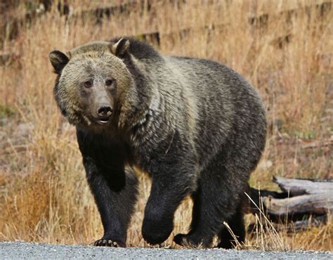 Decoding the Psychological Significance of a Bear in a Female's Sleeping Reverie