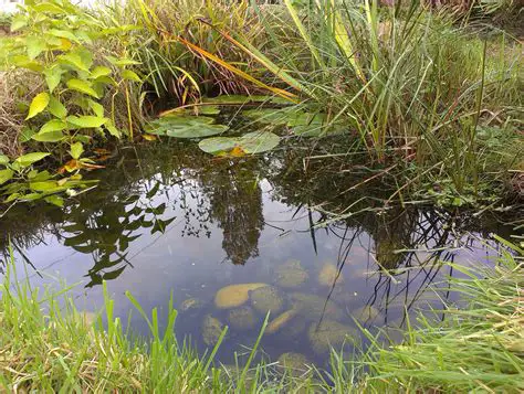 Decoding the Significance Behind a Vision of a Pond Filled with Lifeless Fish