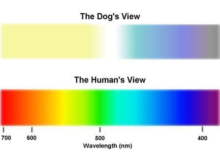 Decoding the Significance Behind the Enigmatic Canine Vision