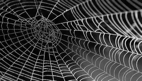 Decoding the Significance of Cobwebs in Women's Dreams