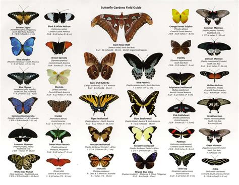 Decoding the Significance of Colors and Patterns on the Wings of Envisioned Butterflies