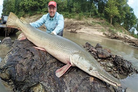 Decoding the Significance of a Massive Freshwater Predator