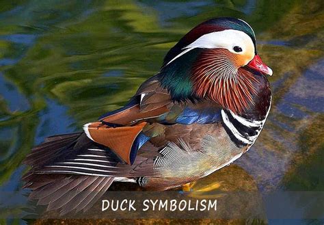 Decoding the Symbolic Meaning of Juvenile Waterfowl in the Realm of Dreams
