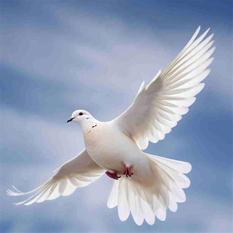 Decoding the Symbolic Meaning of a Dove in a Residence Setting