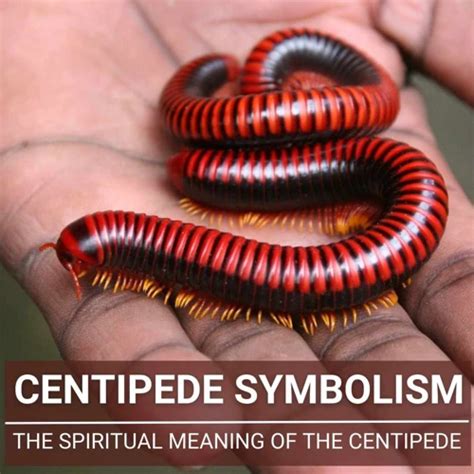 Decoding the Symbolism: Unveiling the Meaning of Centipedes in Dreams