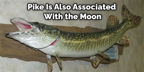 Decoding the Symbolism Associated with Dreaming of a Pike