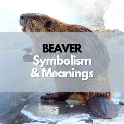 Decoding the Symbolism in Beaver Reveries