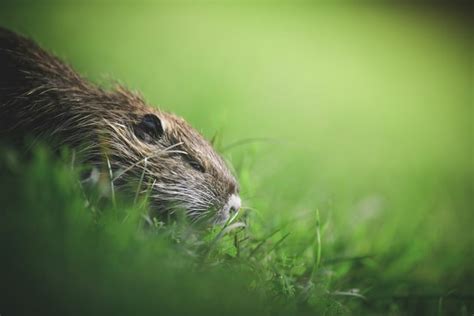 Decoding the Symbolism in a Tiny Rodent's Vision