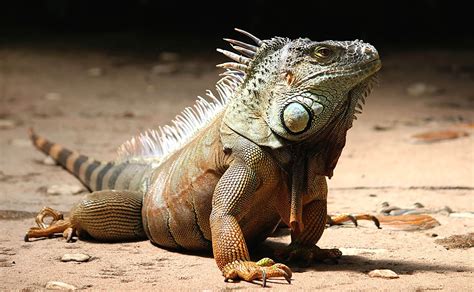 Decoding the Symbolism of Iguana Bites in Your Dreams: Unveiling the Hidden Meanings