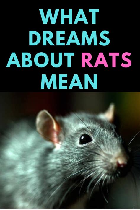 Decoding the Symbolism of Rats in Dreams