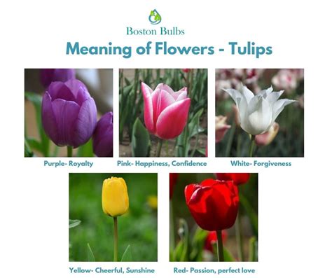 Decoding the Symbolism of Tulip Dreams