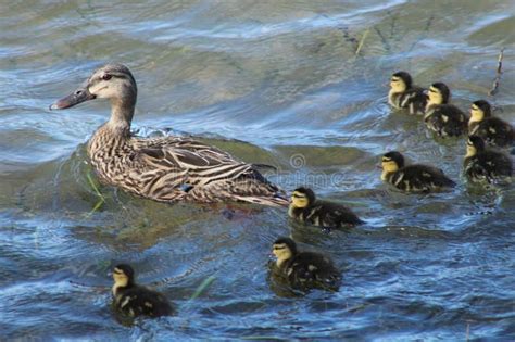 Decoding the Symbolism of Witnessing a Mother Duck Accompanied by Ducklings in Your Dream