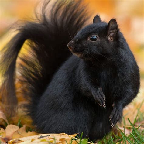 Decoding the Symbolism of a Black Squirrel in Your Dreams