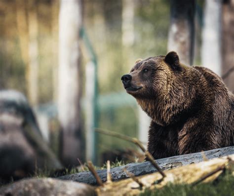 Decoding the Symbolism of a Grizzly in Women's Dreams