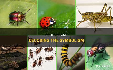 Decoding the Symbolism of a Lifeless Insect in My Dream