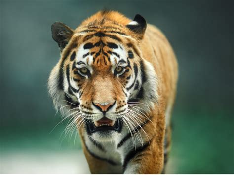 Decoding the Tiger's Behavior in a Vision