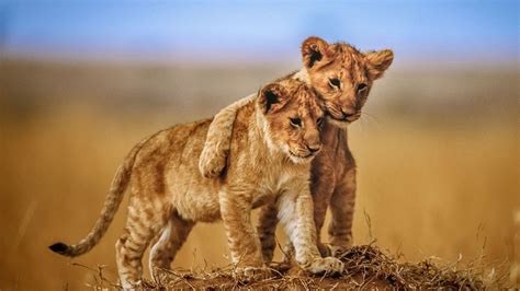 Delving into the Magical Dreamscape of Lion Cubs