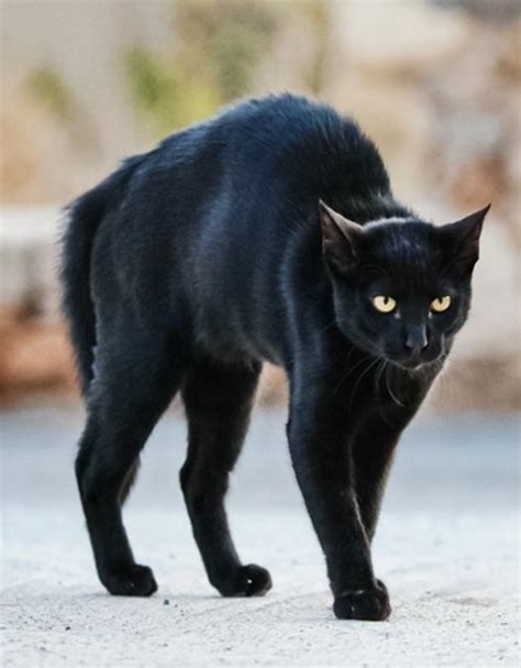 Delving into the ancient beliefs and superstitions surrounding ebony feline companions