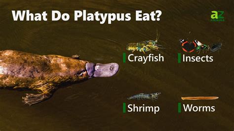 Dietary Habits: Exploring the Food Preferences of the Unique Platypus