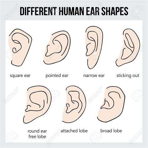 Different Ear Shapes and Sizes