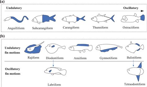 Different Interpretations of a Live Fish Swimming Freely versus Trapped