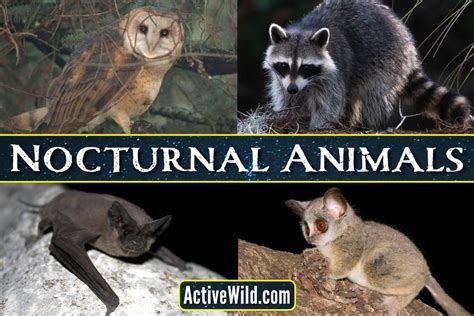 Different types of nocturnal creature visions and their symbolic interpretations