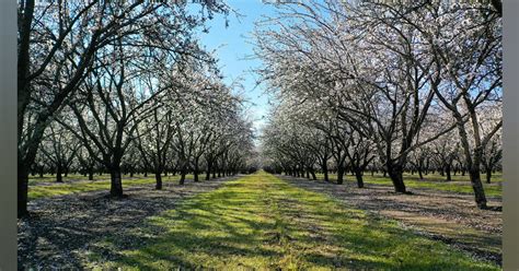 Dill and the Environment: How Its Cultivation Supports Sustainability