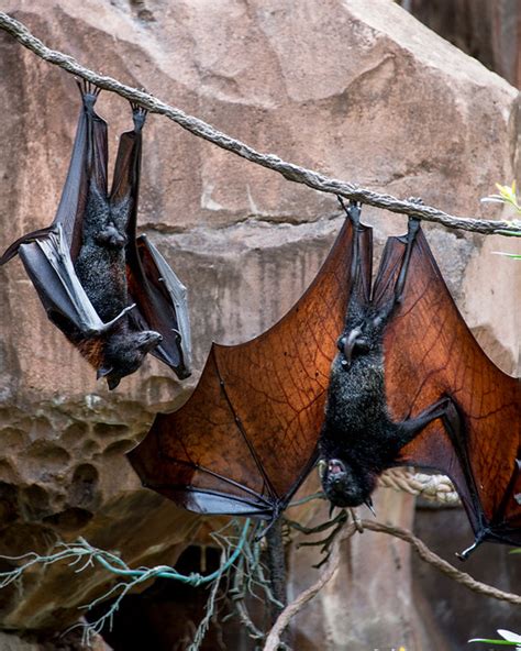 Discover the exceptional characteristics and significance of bats in the animal kingdom