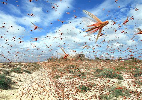 Discovering Profound Significance in Visions of a Horde of Insects