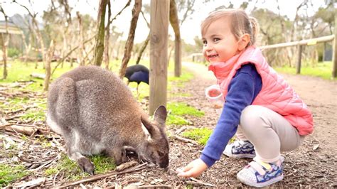 Discovering a Wonderland: Exploring the Enchanting World of Kangaroo Imaginations