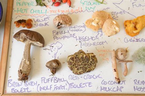 Discovering the Enchanting Universe of Mushroom Foraging