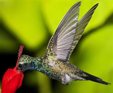 Discovering the Enchanting World of Hummingbirds