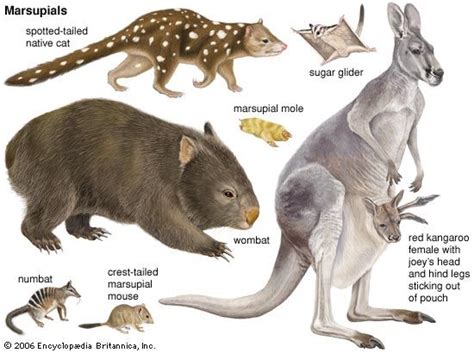 Discovering the Endearing Qualities of the Enchanting Marsupial: Lessons Illuminated by the Vivid Reverie