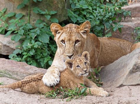 Discovering the Imaginative Expeditions of Young Lion Offspring