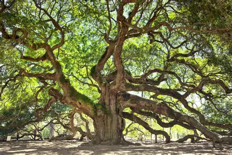 Discovering the Significance of Dreaming about an Enormous Oak