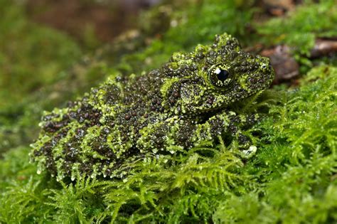 Disguised in Colors: The Camouflage Techniques of Amphibians