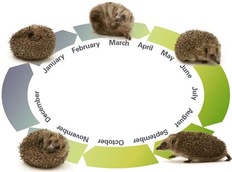 Diverse Explanations for Observing a Hedgehog in a Vision