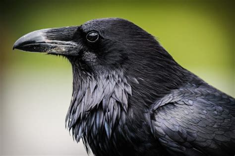 Diverse Perspectives on the Significance of a Raven in a Vision