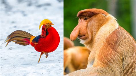 Diverse and Exotic Species from All Corners of the Globe