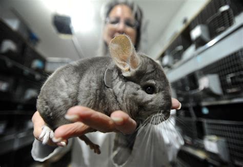 Diving Into the Science Behind Chinchilla Fantasies