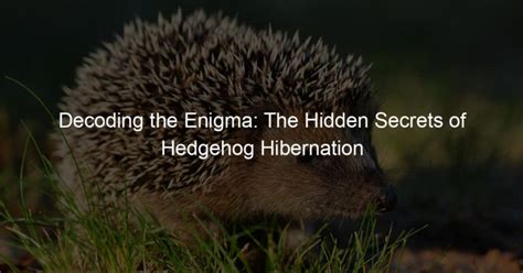 Diving into the Depths: Techniques for Decoding the Enigma of Hedgehog Dreams