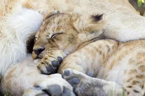 Diving into the Intriguing Dreams of Lion Cubs