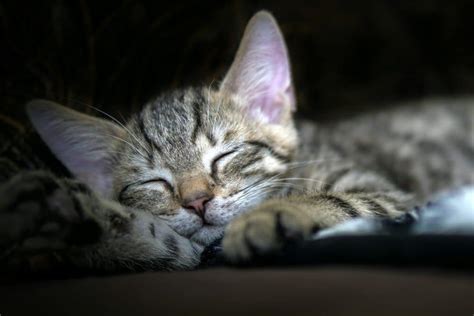 Do Feline Dreams Mirror their Daily Experiences?