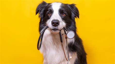 Do Pet Owners Have More Dust? The Link Between Pets and Accumulated Debris