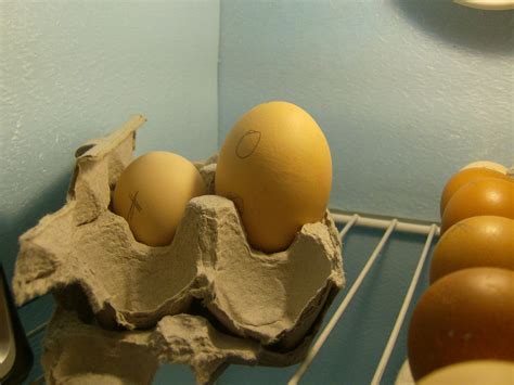 Double the Surprise: Two chicks discovered in a solitary egg