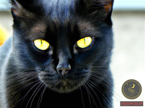 Dream Interpretations: What Does Observing a Tender Ebony Feline Signify?