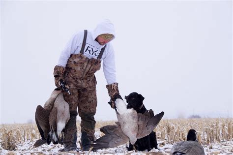 Dream of Hunting Geese: From Tradition to Sports