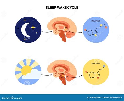 Dreaming and Serotonin: Unraveling the Relationship between Mood and Sleep