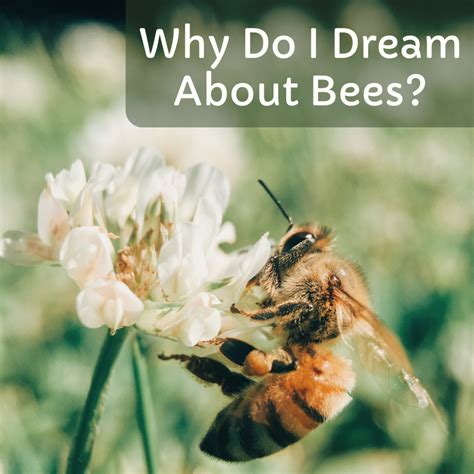 Dreaming of Bees: What Does It Symbolize?